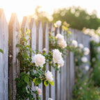 Pink Climbing Roses Live Plant 10-14" Tall in Large Pot, Heirloom Climbing Rose Bush, Fragrant High-Yielding Perennial Flowering Vine for Trellis & Fence