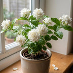 Grand Duke Jasmine Plant 5-8 Inch Tall Starter, Fragrant Double Bloom Arabian Jasmine for Patios and Home Gardens
