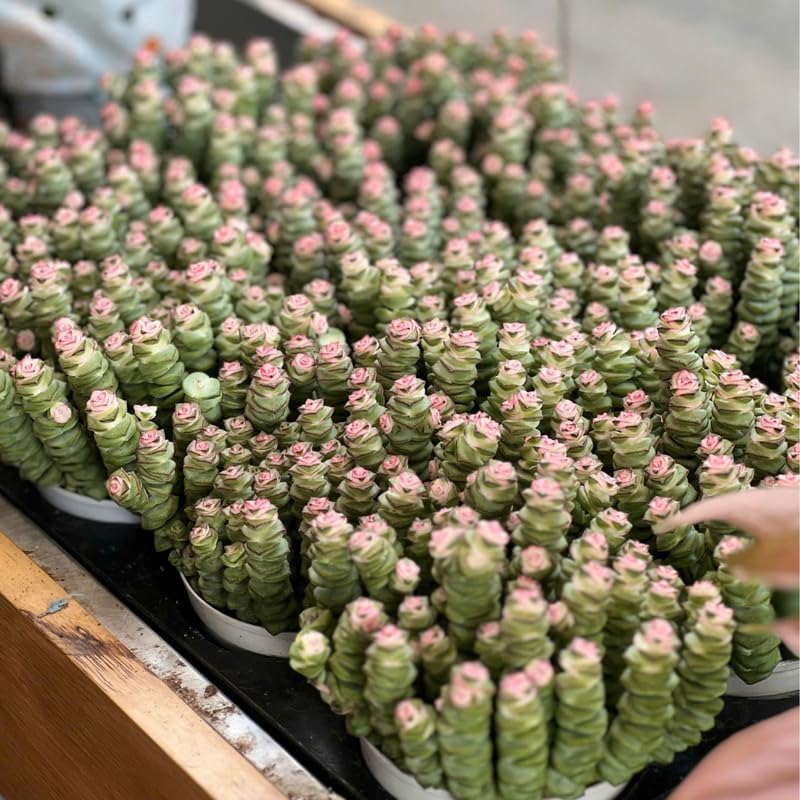 Rare Baby’s Necklace Succulent Live Plant in 4" Inch Pot | Crassula rupestris with Stacked Leaves | Low-Maintenance Indoor Plant