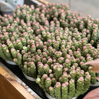 Rare Baby’s Necklace Succulent Live Plant in 4" Inch Pot | Crassula rupestris with Stacked Leaves | Low-Maintenance Indoor Plant