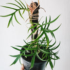 Philodendron Tortum Live Plant in 4 Inch Pot, Rare Style Indoor Plant for Tabletop Display, Gifting and Houseplant Collections