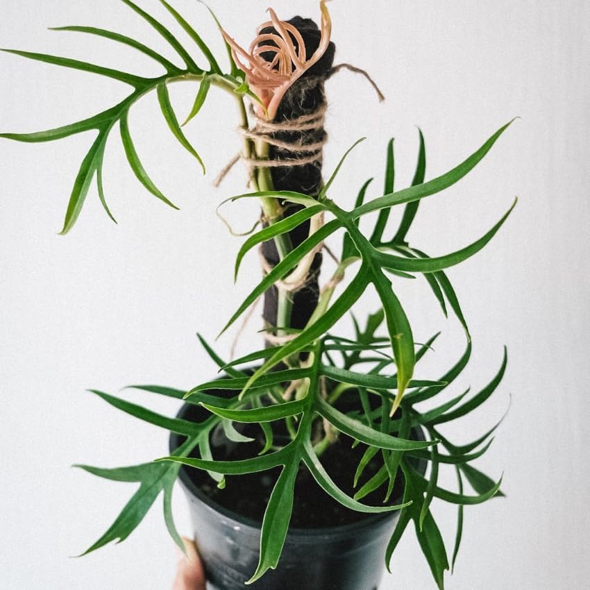 Philodendron Tortum Live Plant in 4 Inch Pot, Rare Style Indoor Plant for Tabletop Display, Gifting and Houseplant Collections