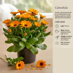 Calendula Live Plant, 3-4 Inch Tall Bare Root Starter, Orange Flowering Edible Herb for Garden Beds