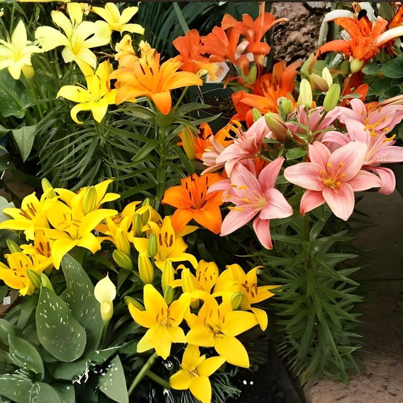 4 Mixed Asiatic Lily Bulbs, Easy Care Flowering Perennial, Low Maintenance Flowering Bulbs for Sunny Outdoor Spots