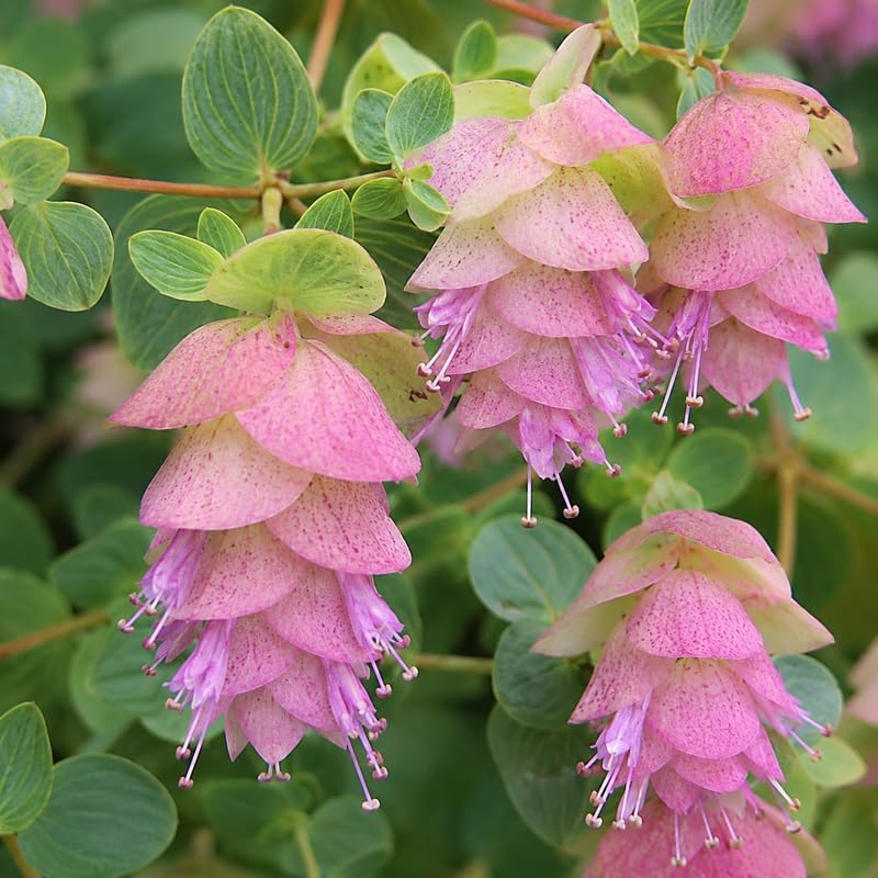 Ornamental Oregano Plants Live for Planting, 3" Pot, High-Yield, Elegant Cascading Pink Flowers, Fragrant Foliage, Perfect for Patio Containers and Window Boxes