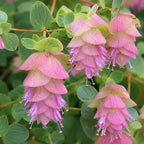 Ornamental Oregano Plants Live for Planting, 3" Pot, High-Yield, Elegant Cascading Pink Flowers, Fragrant Foliage, Perfect for Patio Containers and Window Boxes