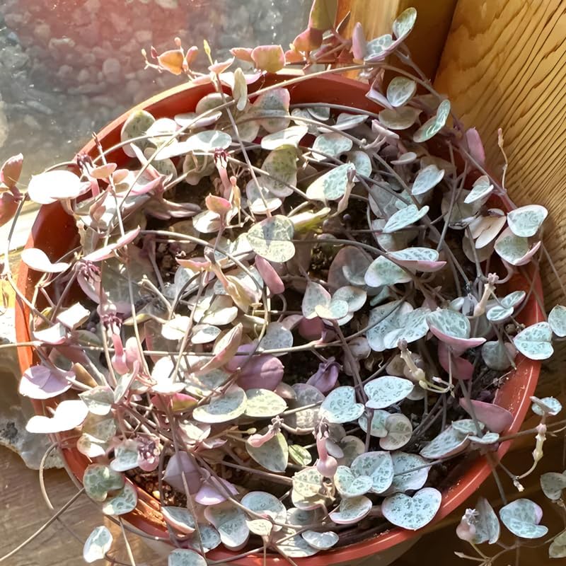 Pink Variegated String of Hearts Plant Live in 6" Pot | Rare Pink Ceropegia Woodii Variegata | Perfect for Beginners & Green Home Styling