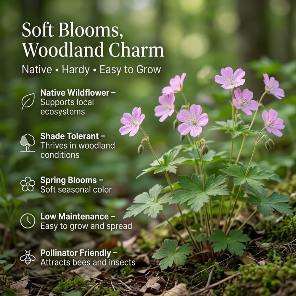 10 Wild Geranium Roots, Geranium Maculatum, Lavender Pink Flowering Perennial for Shady Garden Borders, Cold-Hardy Flower for Woodland Landscapes