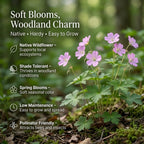 10 Wild Geranium Roots, Geranium Maculatum, Lavender Pink Flowering Perennial for Shady Garden Borders, Cold-Hardy Flower for Woodland Landscapes