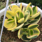 Jade Plant Live Variegated in 4" Inch Pot | Crassula Ovata Tri-Color Succulent | Low-Maintenance Houseplant for Small Spaces