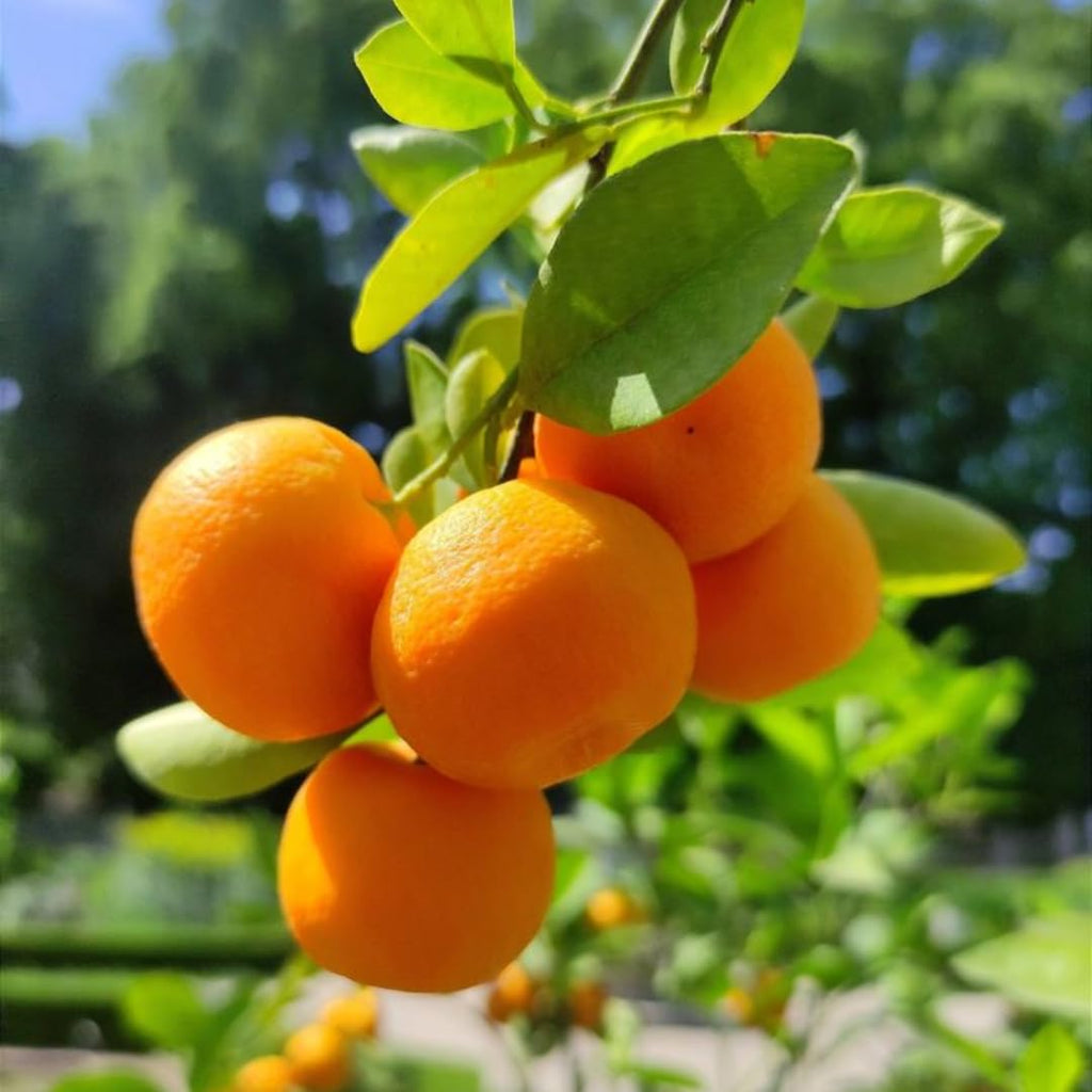 Hamlin Orange Tree for Planting | 2.5–3 Ft Live Citrus Plant | Easy-Grow Edible Fruit Tree for Home Gardens & Patios | No Ship to CA,HI,AK