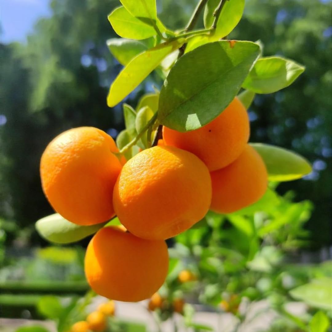 Hamlin Orange Tree for Planting | 2.5–3 Ft Live Citrus Plant | Easy-Grow Edible Fruit Tree for Home Gardens & Patios | No Ship to CA,HI,AK