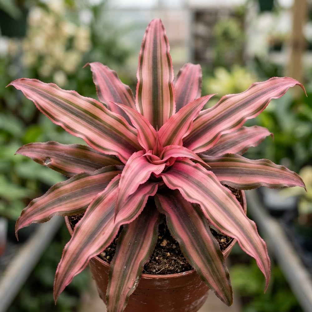Pink Earth Star Plant, 4 Inch Pot, Vigorous Cryptanthus with Striking Pink Foliage, Sturdy Low Maintenance Pet-Friendly Tropical Plant for Home & Office Decor