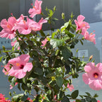 2 Pink Rose of Sharon Live Plants | 12–18 Inch Tall | Pink Blooming Hibiscus syriacus for Yards, Hedges, Borders & Landscape Design