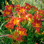 10 Wild Daylily Plants Live Roots, Fast Growing, Hardy Perennial Flowers, Ideal for Border Gardens, Beds & Outdoor Landscaping