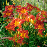 10 Wild Daylily Plants Live Roots, Fast Growing, Hardy Perennial Flowers, Ideal for Border Gardens, Beds & Outdoor Landscaping