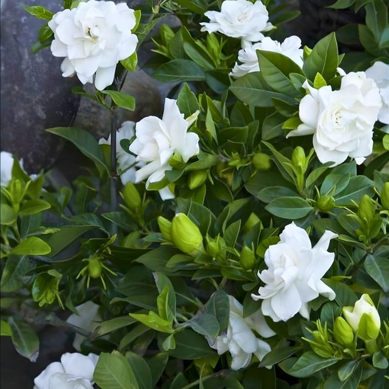 Frostproof Gardenia Jasmine Plant Live Plant | Live Jasmin Plant for Indoor in 4 Inch Pot | Low Maintenance Cold-Tolerant Jasmine for Home, Balcony & Office Display