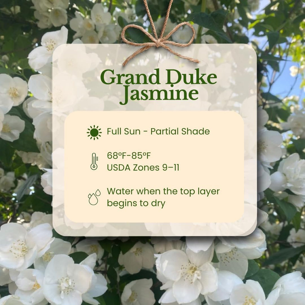 Grand Duke Jasmine Live Plant, Arabian Jasmine Flowers, Fragrant White Flowering Perennial, 5-8 Inch Size for Decorative Porch Planters, Easy to Grow