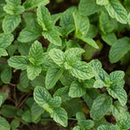 2 Apple Mint Plant, 3" Pot, Fresh Herb Plants Live, Mint Plants for Inside Windowsills or Outdoor Garden Beds