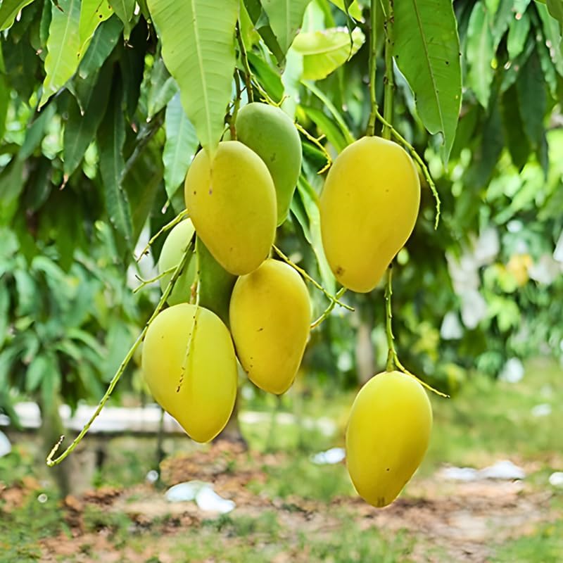Sweet Carrie Mango Tree Live Plant | 2.5–3 Ft Tall | Tropical Mango Variety for Backyard Growing, Patio Spaces & Home Gardens | No Ship CA, HI, AK