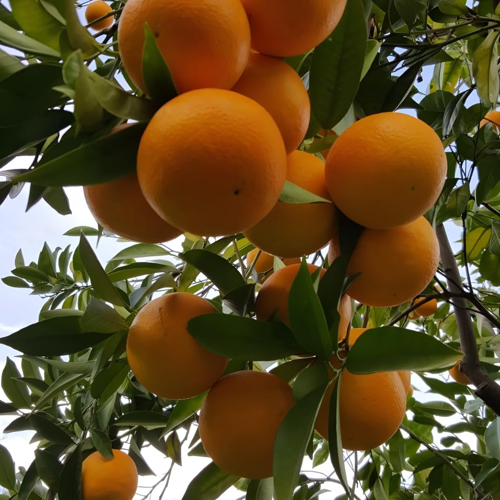 Hamlin Orange Tree for Planting | 2.5–3 Ft Live Citrus Plant | Easy-Grow Edible Fruit Tree for Home Gardens & Patios | No Ship to CA,HI,AK