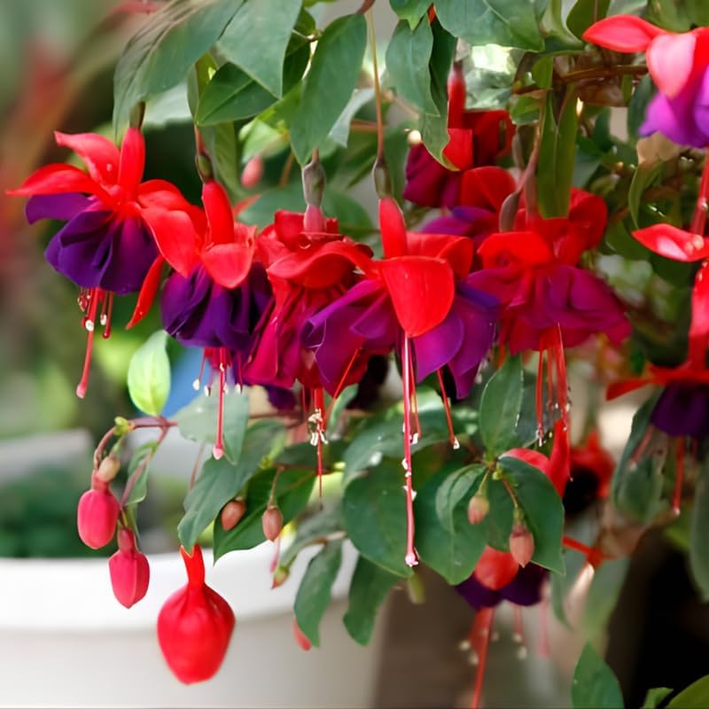 Fuchsia Plants Live, Double Red Fuchsia, 6-12 Inch Tall, Marinka Variety, Fast Growing Deciduous Flowering Shrub, Well-Rooted Plant