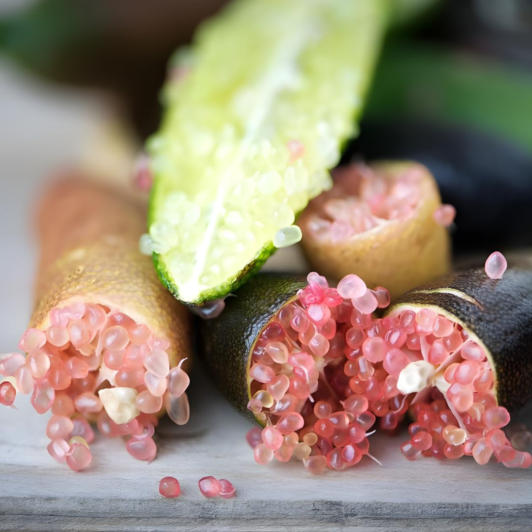 Pink Finger Limes Fresh Trees | 2.5–3 Feet Live Potted Citrus Plant | Unique, Juicy Citrus Trees for Indoor & Outdoor Spaces | No Ship to CA,HI,AK