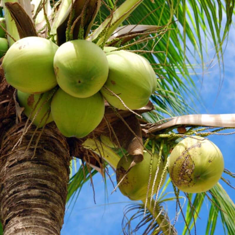 Green Coconut Tree Live Plants– 2.5–3 Ft Live Potted Tropical Fruit Plant | Compact Edible Coconut Tree for Patios, Balconies & Backyard Gardens | No Ship to CA,HI,AK