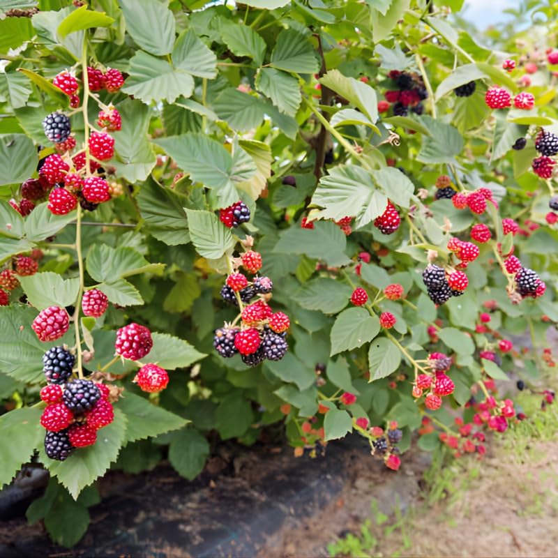 Live Raspberry Plants Live for Planting, 7" Bare Root Seedling, Cold-Hardy Rubus Idaeus Deciduous Shrub, Well-Rooted Starter Plant for Home Orchard