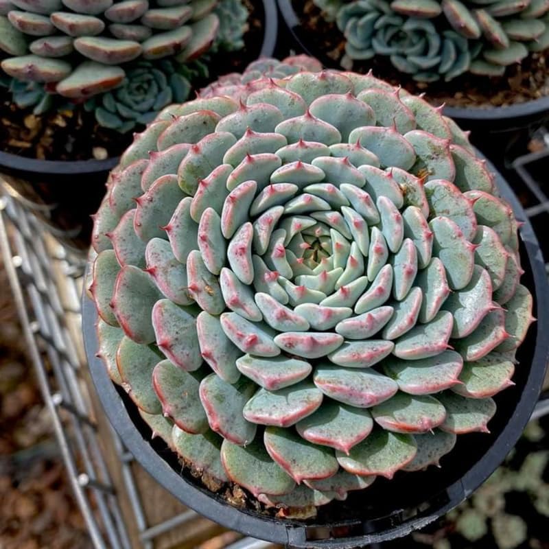 2 Echeveria Succulents Live Plants, Echeveria Minima Succulent in 2 Inch Pot for Planting, Air-Purifying, Low Maintenance, Perfect for Home and Office Décor