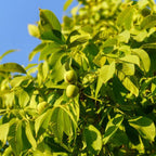 Black Walnut Trees Live Plants, 12-18 Inch Tall in 4" Pot, Low Maintenance Native Nut Plant, Robust Well-Rooted Starter Tree