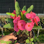 2-Plant Set Pink Euphorbia Milii Live Plant | Crown of Thorns Houseplant | 4 to 8 Inch Tall, Easy to Grow Indoor or Outdoor Decorative Plant, Home Office, Patio Garden
