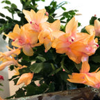 Yellow Christmas Cactus Plant for Planting | 3 to 4 Inch Tall Indoor | Live Christmas Plants Indoor Bareroot | Gift Card Presents for Mom Birthday Gift for New Home