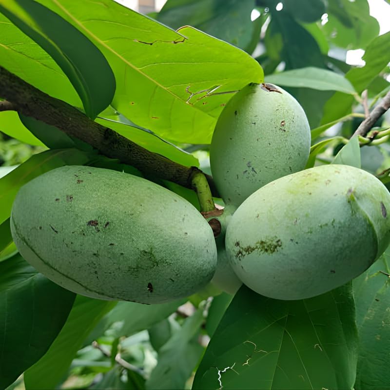 Pawpaw Tree Live Plant, 12-18 Inch Tall in Quart Pot, Native Fruit Tree Starter for Backyard and Garden Rows