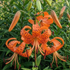 3 Tiger Lily Bulbs for Planting Outdoors, Spotted Petal Variety, Well-Rooted Plant Starters for Large Pots and Backyard Landscapes