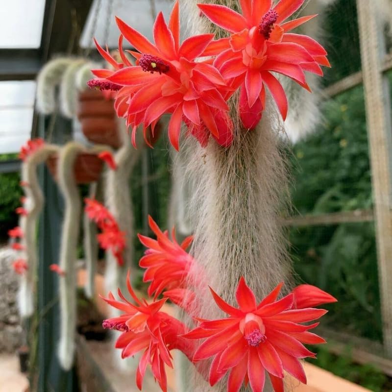 Monkey Tail Cactus Live Plant, 4-7 Inc Tall, Hanging Succulent Plants Live, Rare Succulents Live Plants