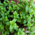 2 Chocolate Mint Plants, 3-Inch Pot, Mint Plants Live, Fast Growing Aromatic Perennial for Modern Landscape and Herb Gardening