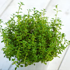 Lemon Thyme Plants Live, 4 Inch Tall Starter, Fragrant Citrus Herb for Culinary Gardens and Potted Porches