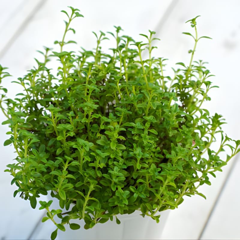 Lemon Thyme Plants Live, 4 Inch Tall Starter, Fragrant Citrus Herb for Culinary Gardens and Potted Porches