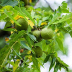 Black Walnut Trees Live Plants, 12-18 Inch Tall in 4" Pot, Low Maintenance Native Nut Plant, Robust Well-Rooted Starter Tree