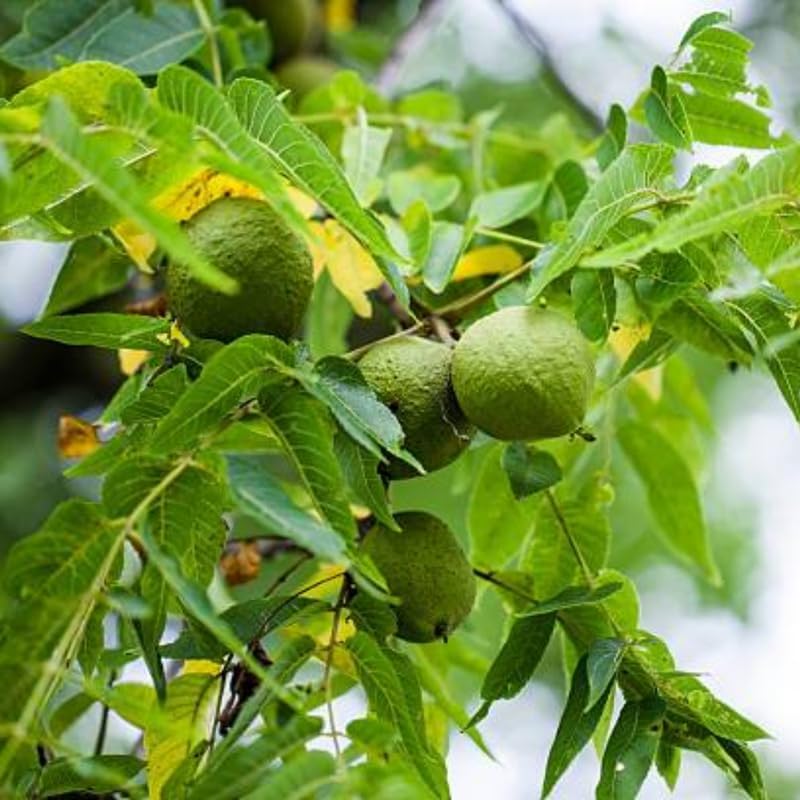 Black Walnut Trees Live Plants, 12-18 Inch Tall in 4" Pot, Low Maintenance Native Nut Plant, Robust Well-Rooted Starter Tree
