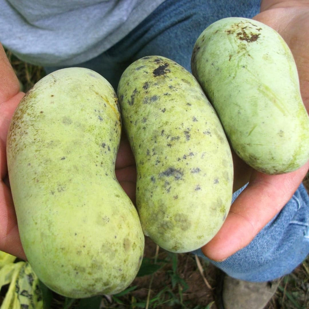 Set 2 Pawpaw Tree Live Plant 7-10 Inch Tall | Cold Hardy Fruit Tree | Tropical-Like Pawpaw Fruit | Easy to Grow Native Tree for Home Garden & Orchard