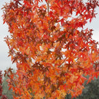 10 Sweet Gum Tree Tree Live Plants | 1-2ft Bare Root Seedlings | Low Maintenance Shade Tree | Well-Rooted Native Plants