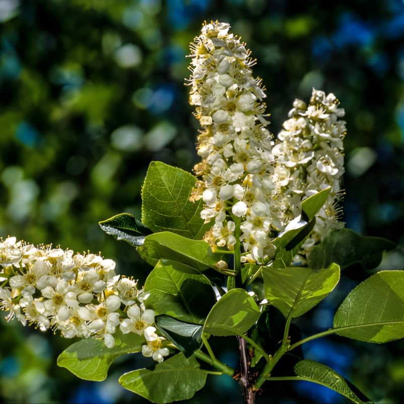 Chokeberry Live Plant, 8 Inch Tall, Live Fruiting Shrub for Homegrown Nutritious Berries, Deciduous Fruit Producer for Small Yards