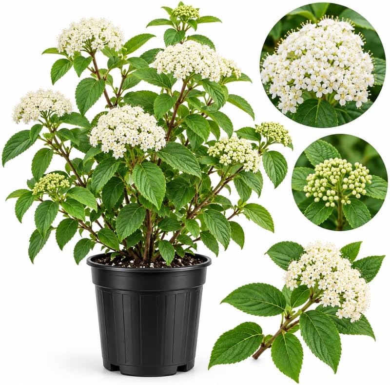 Pragense Viburnum Live Plant, 6-12" Tall in 4" Pot, Cold-Hardy Evergreen Shrub for Privacy Hedge and Garden Borders