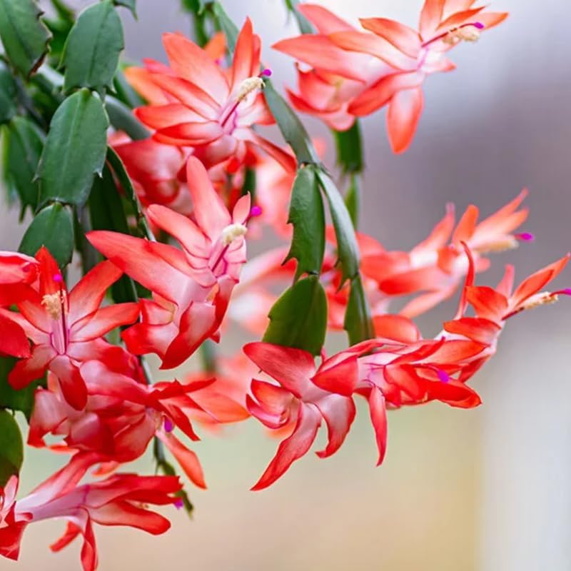 Xmas Cactus Live Plants in 4" Inch Pot | Vibrant Christmas Cactus Plants | Easy-Care Indoor Tropical Houseplant | Ideal Gift for Plant Enthusiasts