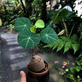 Stephania Plant Live in 2 – 2.5" Inch Pot | Compact Stephania Erecta Bulb Trees | Simple-Care Indoor Houseplant | Decorative Indoor Tree for Homes, Desks Spaces