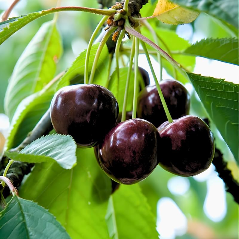 2 Black Cherry Trees Live Plants 6–12 Inches Tall | Sweet Cherry Fruit Tree for Home Garden, Yard Growing & Outdoor Landscape