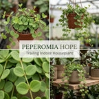 Peperomia Live Plant, Peperomia Hope Houseplant in 4'' Inch Pot, Easy Indoor Plant Live for Shelves, Desks & Small Spaces