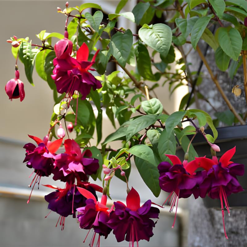 Fuchsia Plants Live, Gold and Red Foliage, 6-12 Inch Tall, Autumnale Variety, Trailing Flowering Plant, Ideal for Hanging Baskets